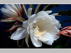 九游网页版 -幆?2暳oR刮氫T昙闽趜;?€?!檸樷迫@浼`"(多肽序列gglvprgfgg)